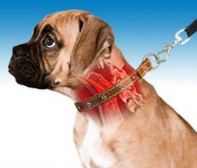 pinch collar for dogs